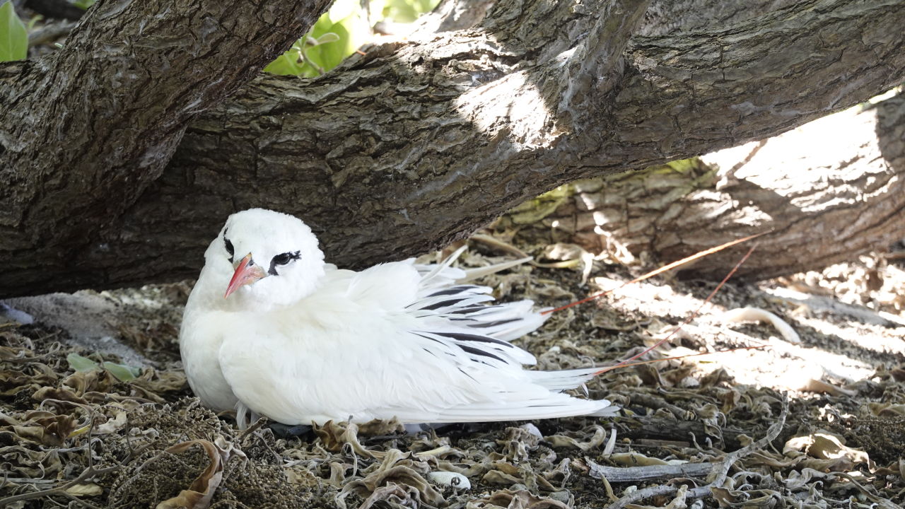 Reef Islands Initiative restoring home of oldest Red-tailed tropicbird