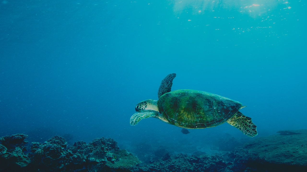 10 fascinating facts about sea turtles