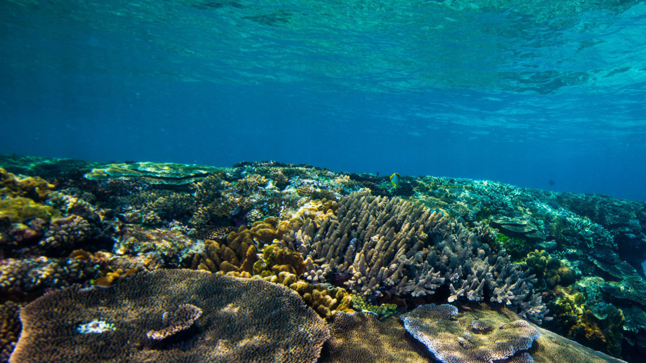 Research to protect island ‘ark’ from climate change