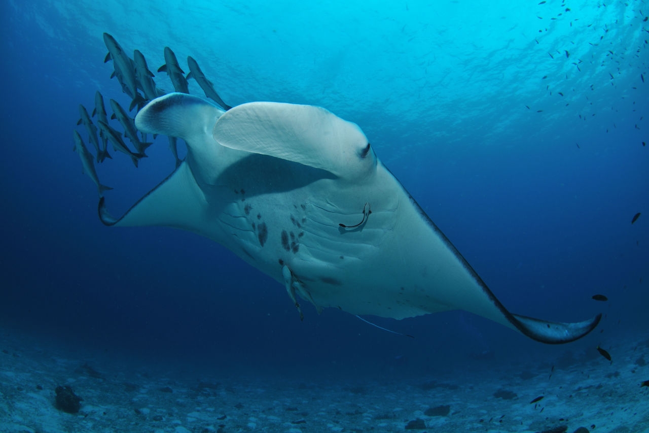 Lady Elliot Island