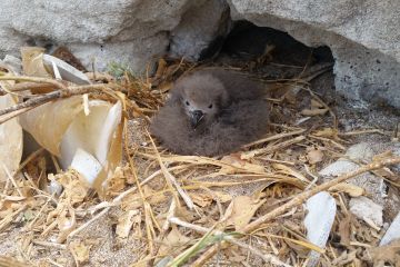 Endangered seabird discovery breaks 30 year record