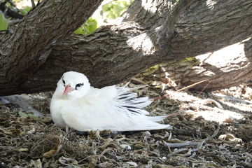 Reef Islands Initiative restoring home of oldest Red-tailed tropicbird