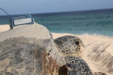 Trackers reveal the secret lives of Raine Island’s turtles