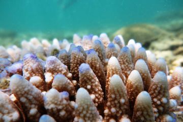 Third large-scale bleaching in five years