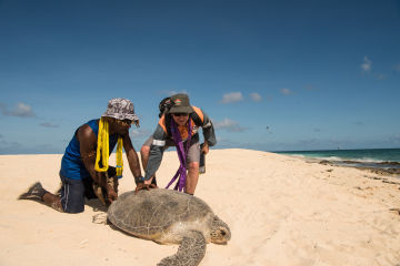 Turtles tracked on Raine Island to further protect species