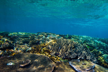 Research to protect island ‘ark’ from climate change