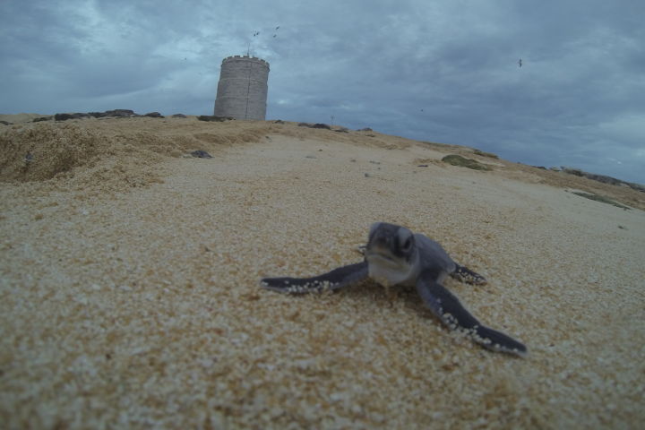 Green turtle hatchling at Raine Island