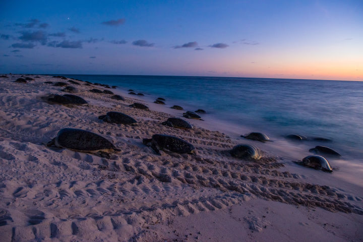 Sunrise on Raine Island as turtles trail the waters edge